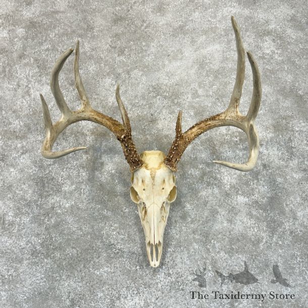 Whitetail Deer Skull European Mount For Sale #29224 @ The Taxidermy Store