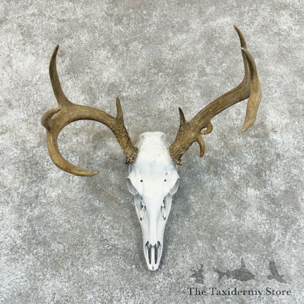 Whitetail Deer Skull European Mount For Sale #19412 @ The Taxidermy Store