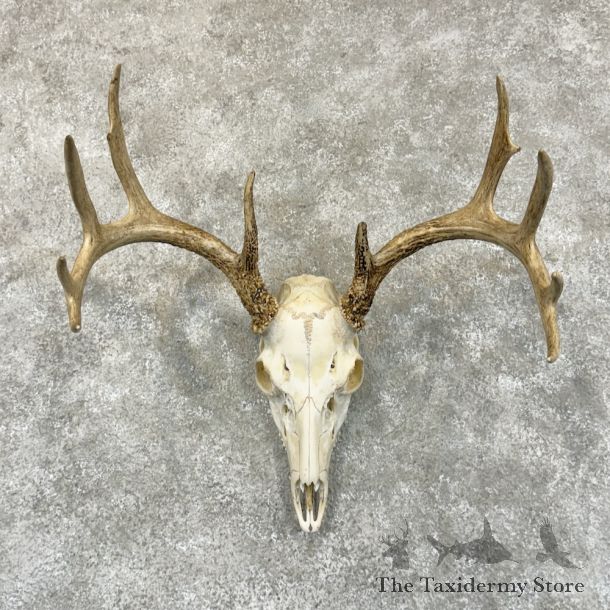 Whitetail Deer Skull European Mount For Sale #29226 @ The Taxidermy Store