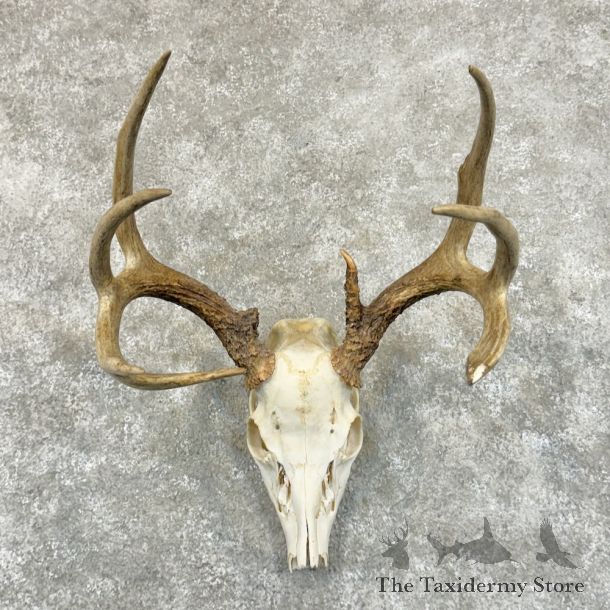 Whitetail Deer Skull European Mount For Sale #19412 @ The Taxidermy Store