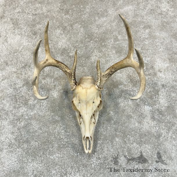 Whitetail Deer Skull European Mount For Sale #29228 @ The Taxidermy Store