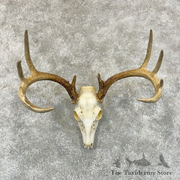 Whitetail Deer Skull European Mount For Sale #29229 @ The Taxidermy Store