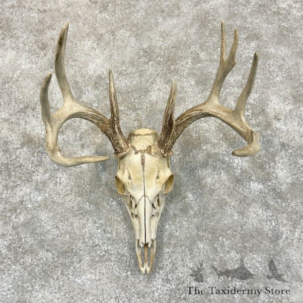 Whitetail Deer Skull European Mount For Sale #29230 @ The Taxidermy Store