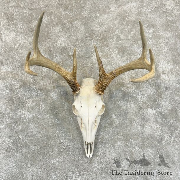 Whitetail Deer Skull European Mount For Sale #29232 @ The Taxidermy Store