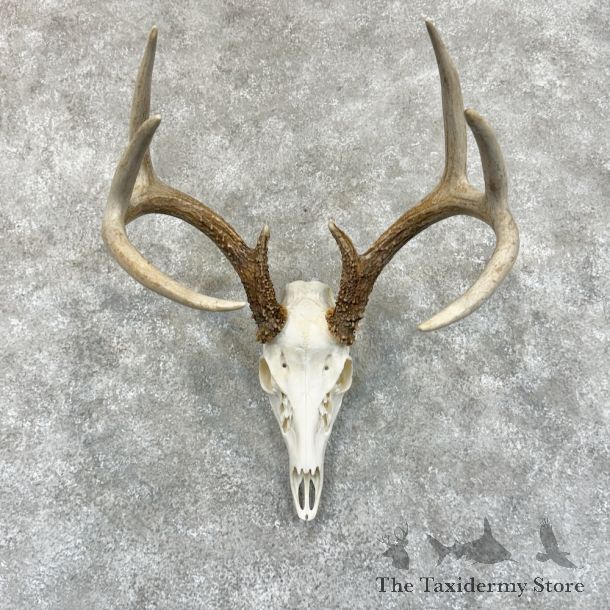 Whitetail Deer Skull European Mount For Sale #29232 @ The Taxidermy Store