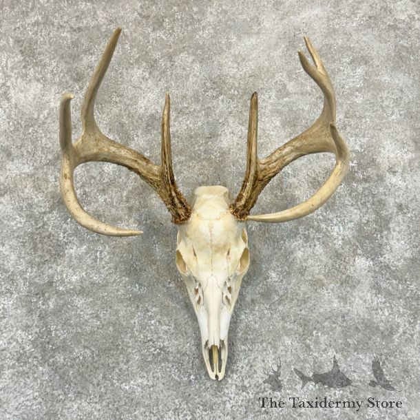 Whitetail Deer Skull European Mount For Sale #29236 @ The Taxidermy Store
