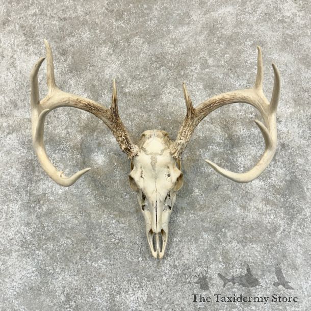 Whitetail Deer Skull European Mount For Sale #29234 @ The Taxidermy Store