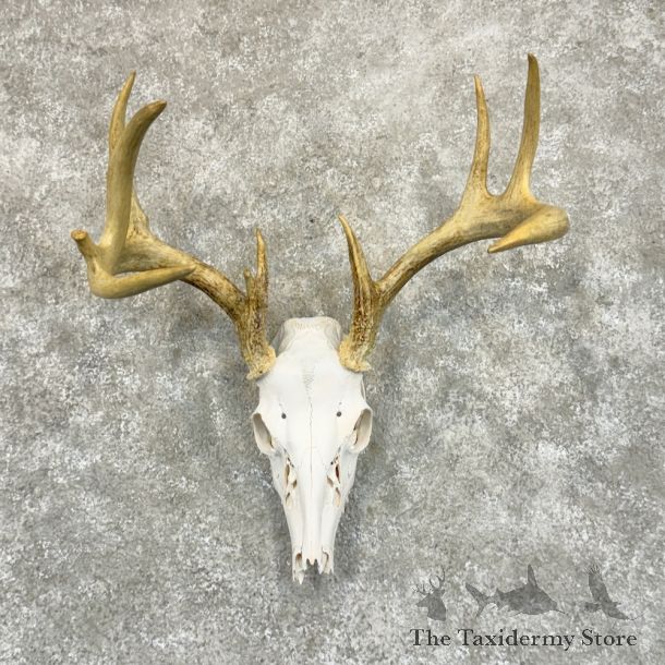 Whitetail Deer Skull European Mount For Sale #29227 @ The Taxidermy Store