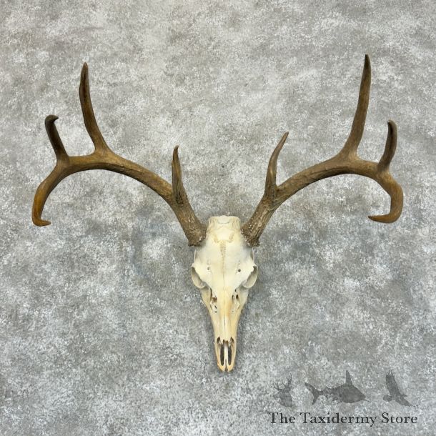 Whitetail Deer Skull European Mount For Sale #29231 @ The Taxidermy Store