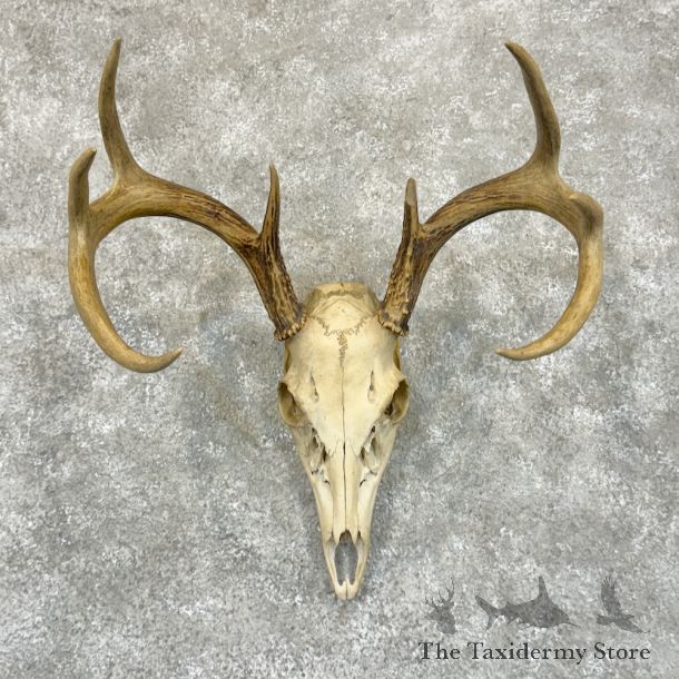 Whitetail Deer Skull European Mount For Sale #29234 @ The Taxidermy Store