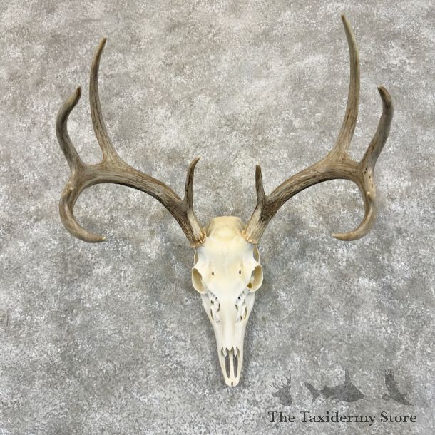 Whitetail Deer Skull European Mount For Sale #29244 @ The Taxidermy Store