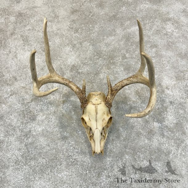 Whitetail Deer Skull European Mount For Sale #29227 @ The Taxidermy Store