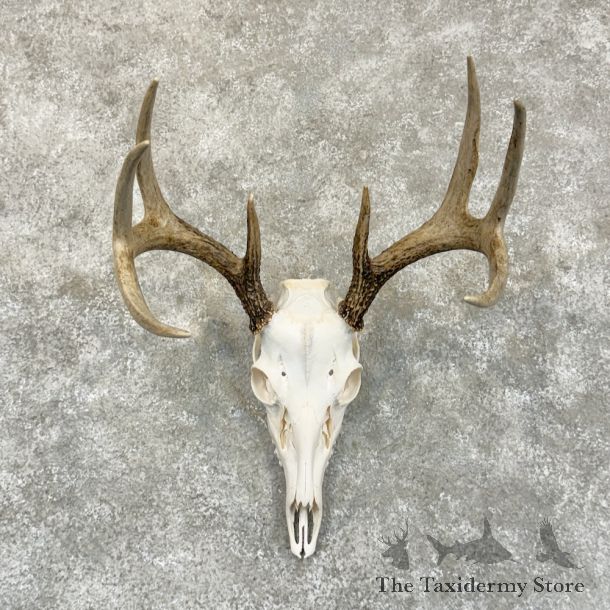 Whitetail Deer Skull European Mount For Sale #29247 @ The Taxidermy Store