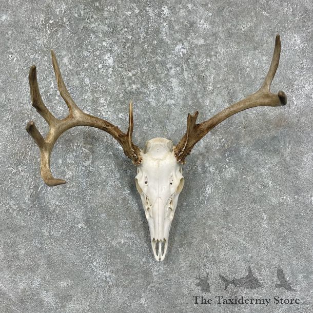 Whitetail Deer Skull European Mount For Sale #25609 @ The Taxidermy Store