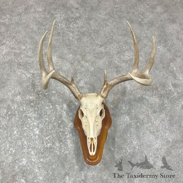 Whitetail Deer Skull European Mount For Sale #25643 @ The Taxidermy Store