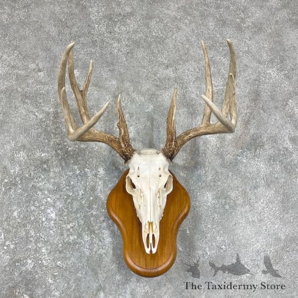 Whitetail Deer Skull European Mount For Sale #25644 @ The Taxidermy Store