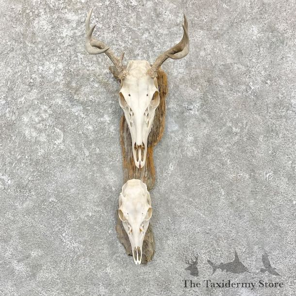 Whitetail Deer Skulls European Mount For Sale #27840 @ The Taxidermy Store