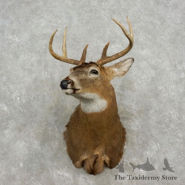 Whitetail Deer Shoulder Mount For Sale #17348 @ The Taxidermy Store