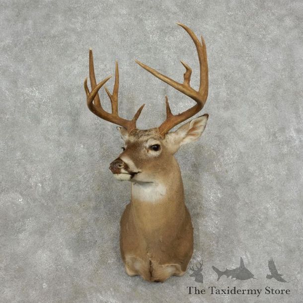 Whitetail Deer Shoulder Mount For Sale #17407 @ The Taxidermy Store