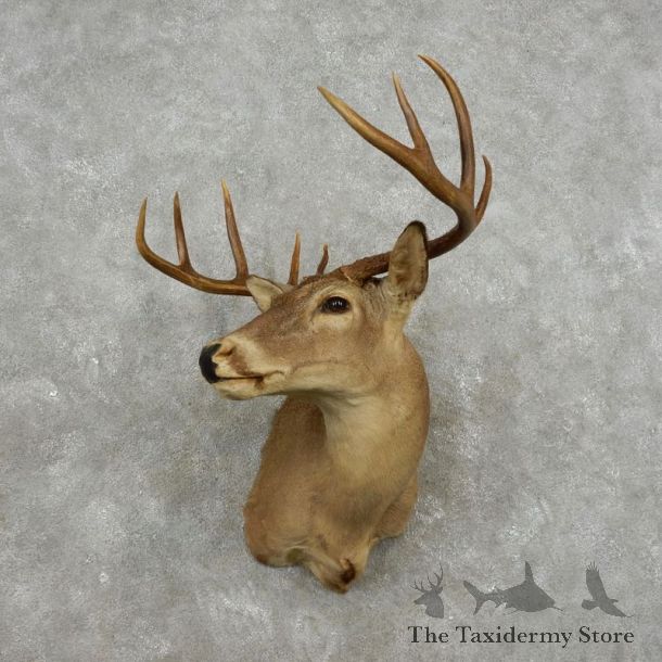 Whitetail Deer Shoulder Mount For Sale #17408 @ The Taxidermy Store