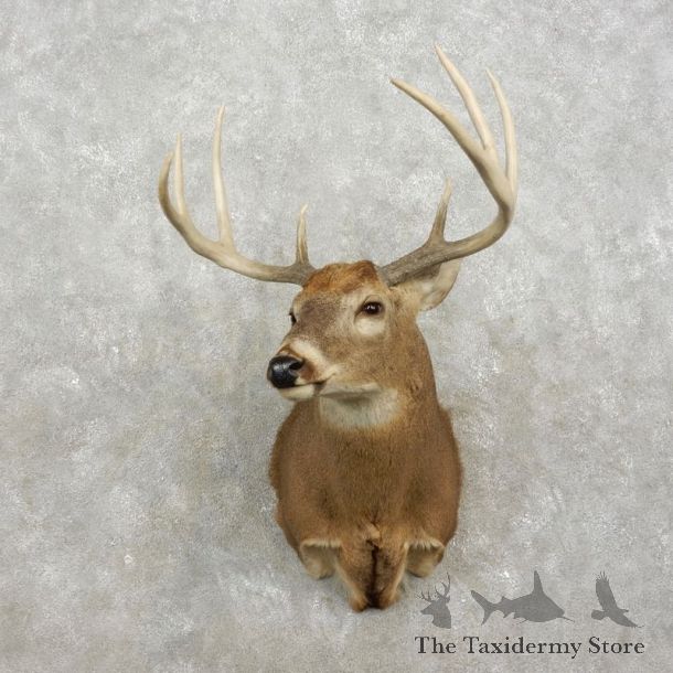 Whitetail Deer Shoulder Mount For Sale #17418 @ The Taxidermy Store