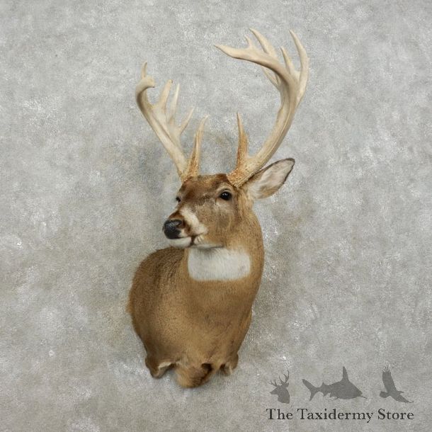 Whitetail Deer Shoulder Mount For Sale #17420 @ The Taxidermy Store
