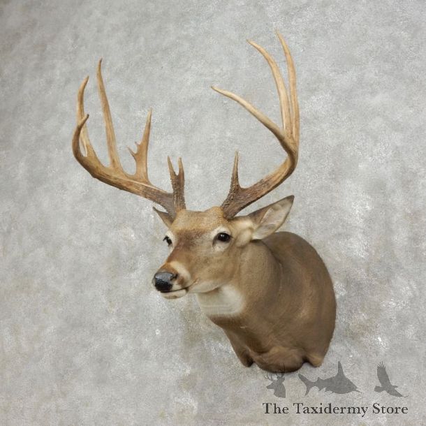 Whitetail Deer Shoulder Mount For Sale #17475 @ The Taxidermy Store