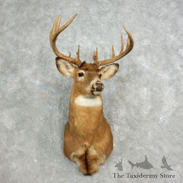Mule Deer Shoulder Mount For Sale #17649 @ The Taxidermy Store