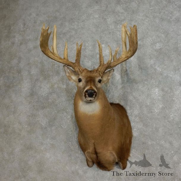 Whitetail Deer Shoulder Taxidermy Mount For Sale #17867 @ The Taxidermy Store