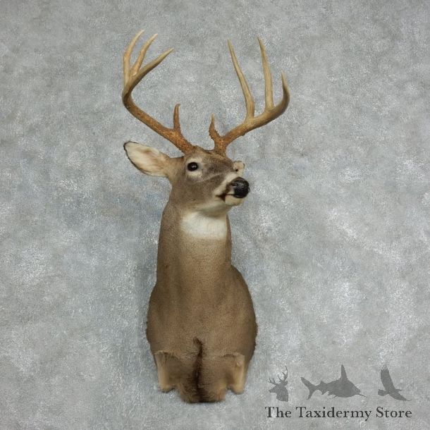 Whitetail Deer Taxidermy Shoulder Mount For Sale #18064 @ The Taxidermy Store