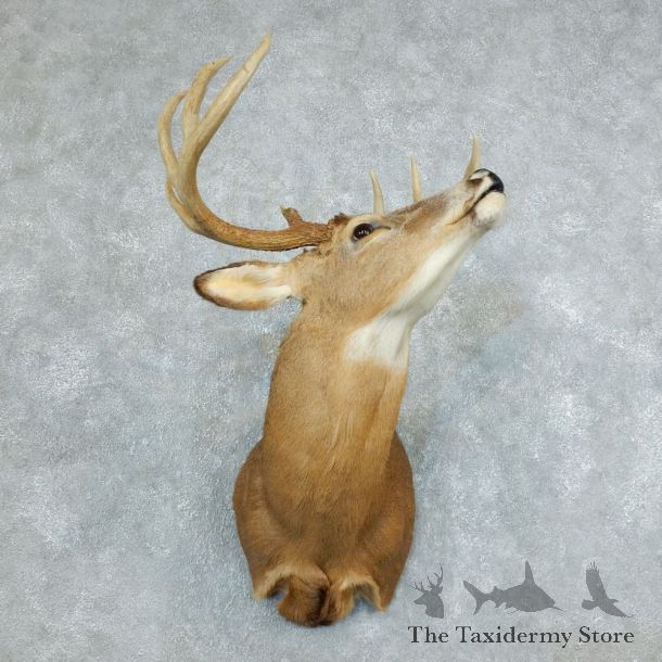 Whitetail Deer Taxidermy Shoulder Mount For Sale #18506 @ The Taxidermy Store