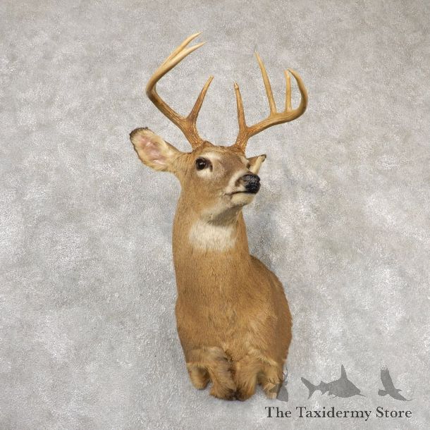 Whitetail Deer Taxidermy Shoulder Mount For Sale #18849 @ The Taxidermy Store