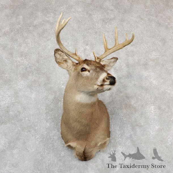 Whitetail Deer Taxidermy Shoulder Mount For Sale #19305 @ The Taxidermy Store