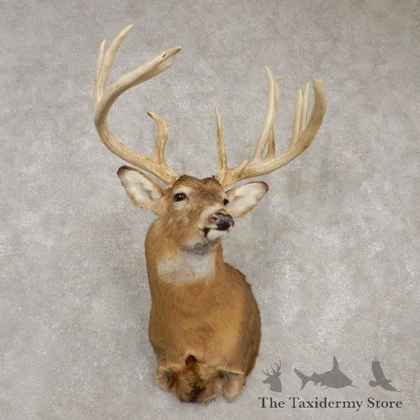 Whitetail Deer Taxidermy Shoulder Mount For Sale #20433 @ The Taxidermy Store