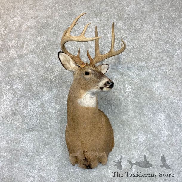 Whitetail Deer Taxidermy Shoulder Mount For Sale #22678 @ The Taxidermy Store