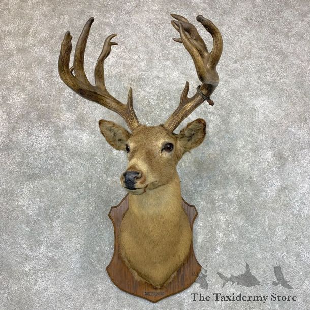 Whitetail Deer Taxidermy Shoulder Mount For Sale #23520 @ The Taxidermy Store