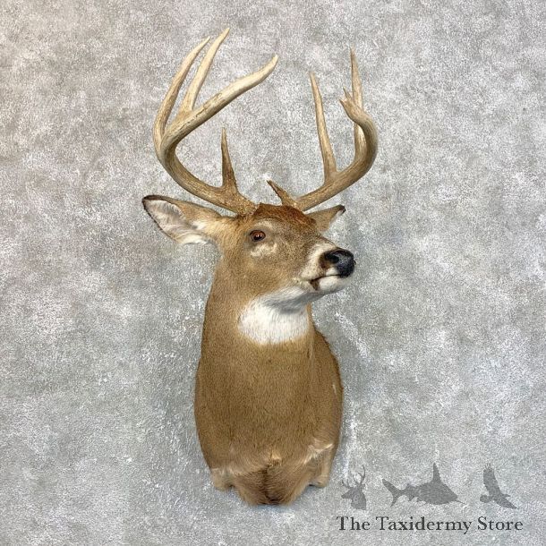 Whitetail Deer Taxidermy Shoulder Mount For Sale #23944 @ The Taxidermy Store