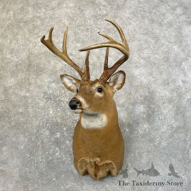 Whitetail Deer Taxidermy Shoulder Mount For Sale #25175 @ The Taxidermy Store