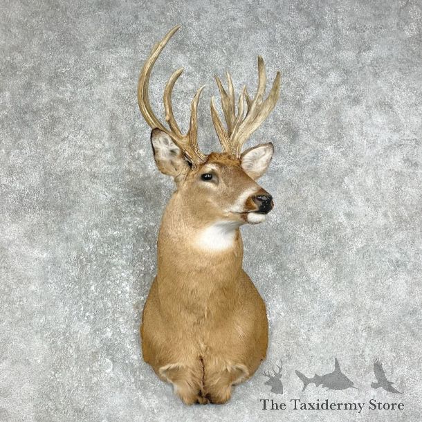 Whitetail Deer Taxidermy Shoulder Mount For Sale #25873 @ The Taxidermy Store