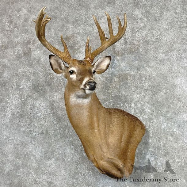 Whitetail Deer Wall Pedestal Mount For Sale #26913 - The Taxidermy Store