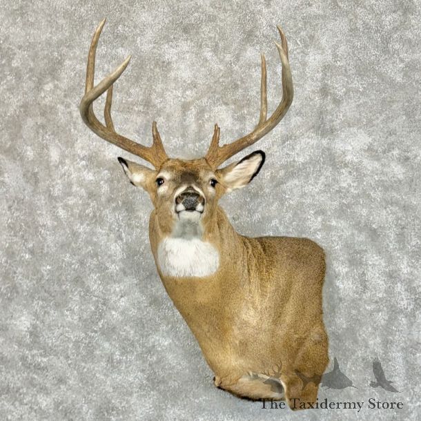 Whitetail Deer Wall Pedestal Shoulder Mount For Sale #27789 - The Taxidermy Store