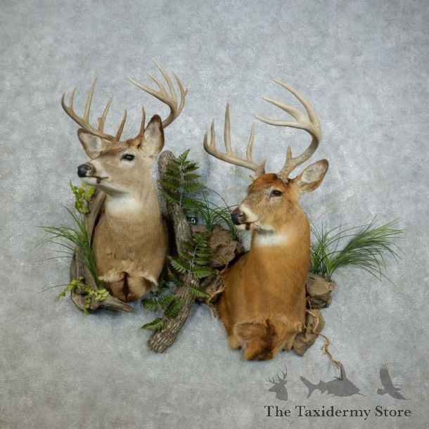 Whitetail Deer Wall Scene Taxidermy Shoulder Mounts For Sale #18393 @ The Taxidermy Store