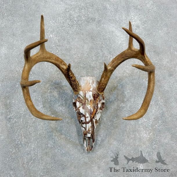 Whitetail Deer Dipped Skull Mount For Sale #18319 @ The Taxidermy Store