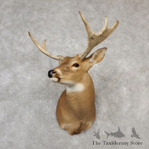 Whitetail Moose Shoulder Mount #19094 For Sale - The Taxidermy Store