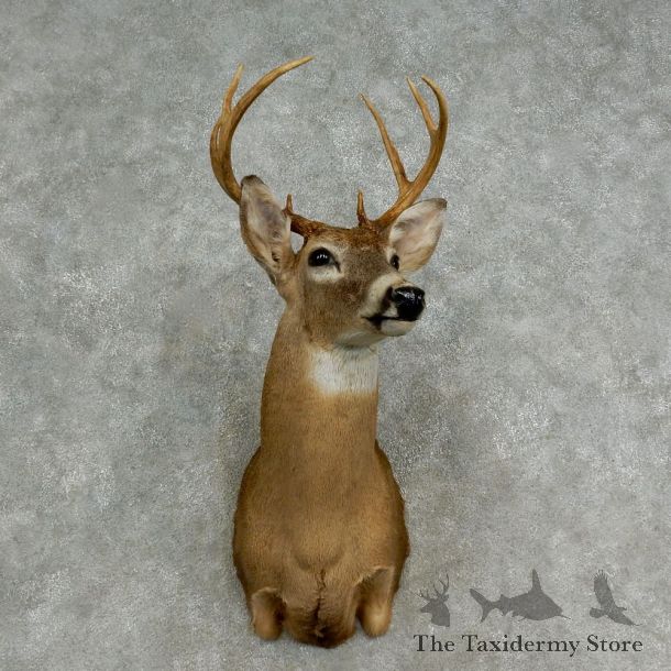 Whitetail Deer Shoulder Mount For Sale #17020 @ The Taxidermy Store