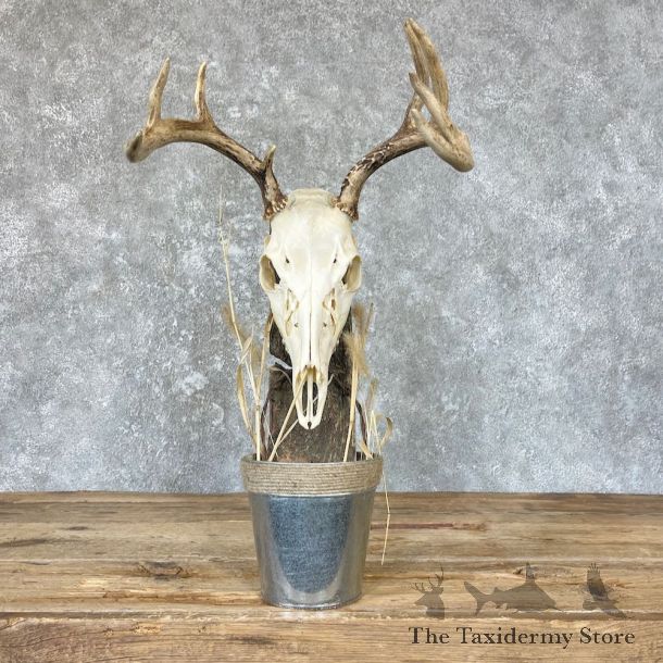 Whitetail Skull Scene Mount For Sale #26621 @ The Taxidermy Store