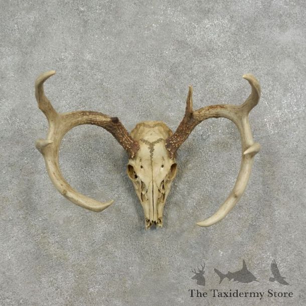 Whitetail Deer Skull European Mount For Sale #17075 @ The Taxidermy Store