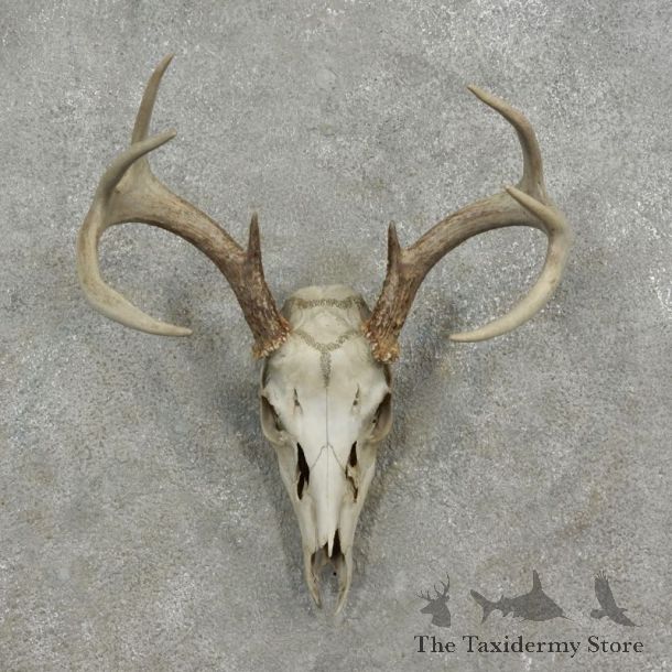 Whitetail Deer Skull European Mount For Sale #17077 @ The Taxidermy Store