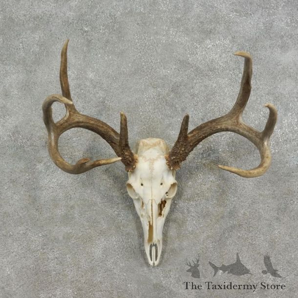 Whitetail Deer Skull European Mount For Sale #17074 @ The Taxidermy Store