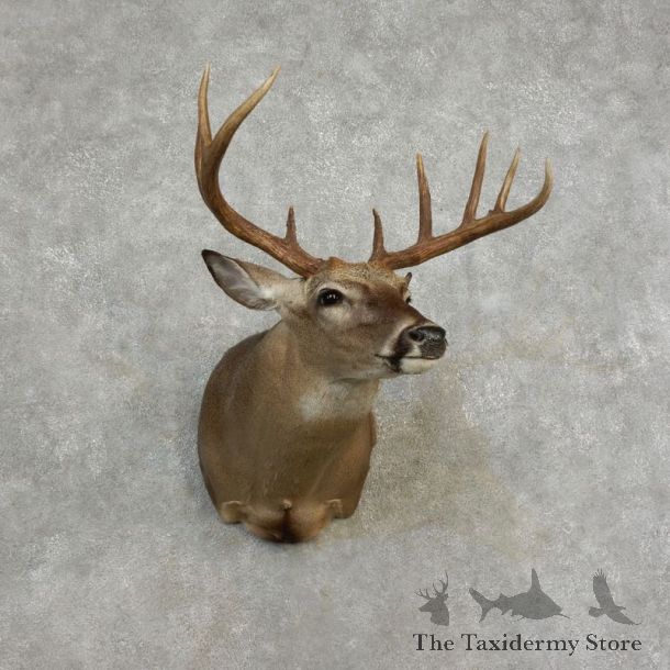 Whitetail Deer Shoulder Mount For Sale #17169 @ The Taxidermy Store
